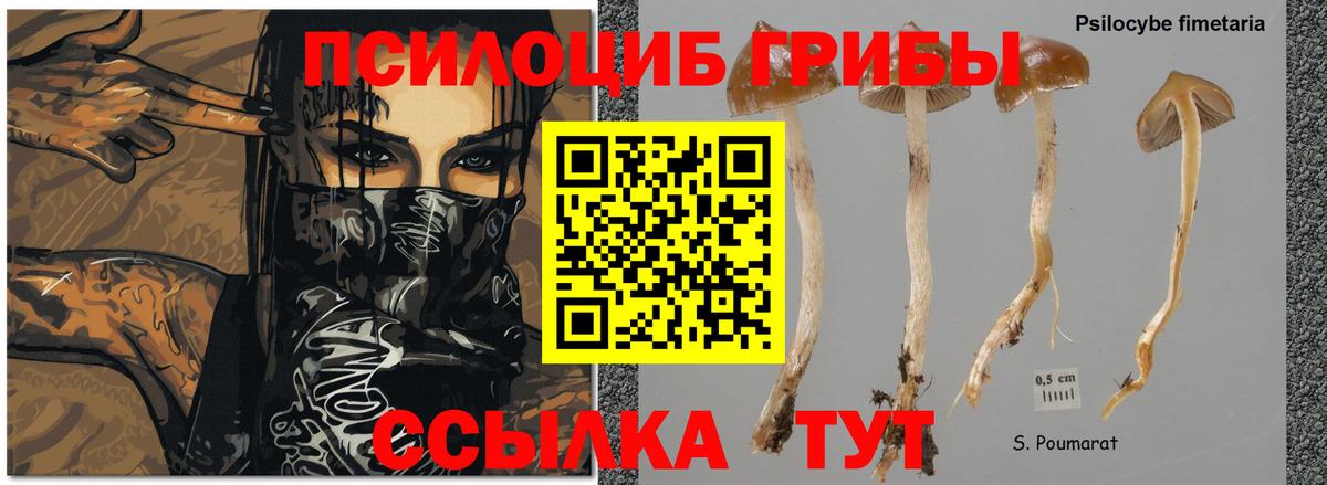 Вологда  Псилоцибиновые грибы Cubensis  Вход с VPN  Галлюциногенные грибы мицелий 